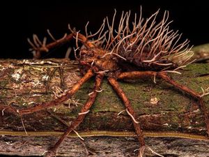 Ngeri! Penampakan Jamur Zombie yang Menginfeksi Laba-laba bak The Last of Us