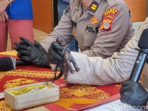 Modus Tipu-tipu Jenglot Rp 17 Juta: Ritual Mandi Kembang demi Tarik Duit Gaib