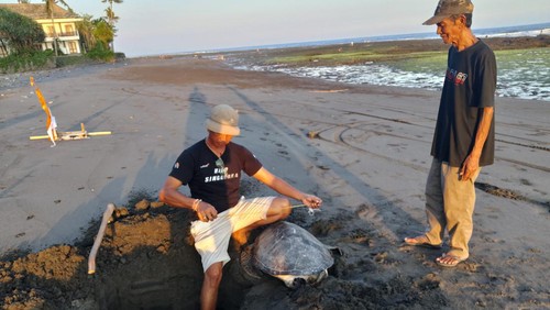 Kelompok Pelestari Penyu Kurma Asih bersama BKSDA Resort Jembrana saat melakukan penguburan bangkai penyu hijau yang ditemukan warga di Pesisir pantai perancak, Kecamatan Jembrana, Kabupaten Jembrana, Minggu (20/8/2023).