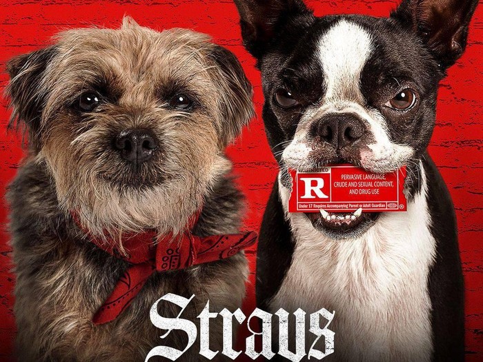 Poster film Strays.