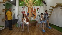 Tren kafe kucing memang sudah biasa ditemukan di banyak negara, tetapi keberadaannya di Jalur Gaza yang merupakan titik konflik, membawa keunikan tersendiri.  