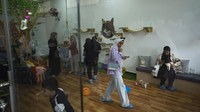 Warga Palestina yang ingin menenangkan diri dari kesengsaraan akibat penjajah dapat menikmati terapi bersama kucing-kucing di Meow Cat Cafe. Pengunjung dapat bermain dengan lebih dari 10 kucing, ditemani oleh suguhan kopi atau minuman rumahan lainnya.