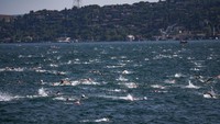 Para perenang mengikuti kompetisi renang di Selat Bosphorus, Istanbul, Turki, Minggu (20/8/2023).   