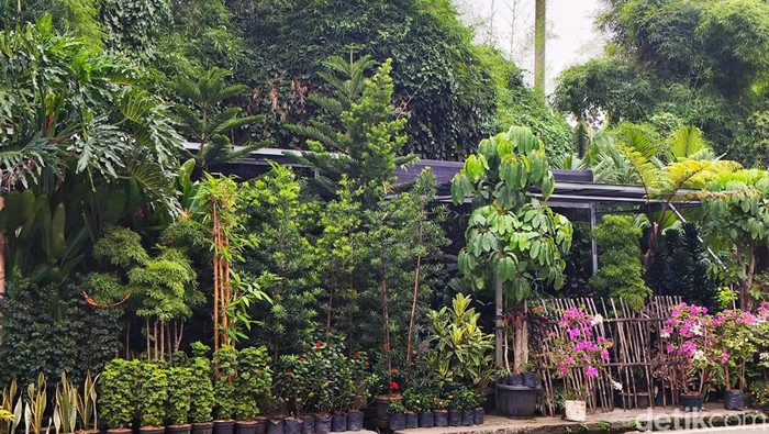 Disebut Ampuh Tangkal Polusi DKI, Tanaman Hias Mendadak Banyak Diincar?