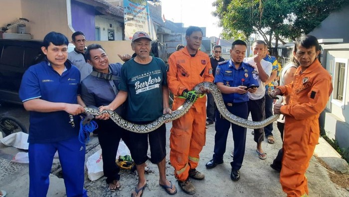 Warga dan Petugas Damkar Cimahi Evakuasi Ular Sanca dari Saluran Air