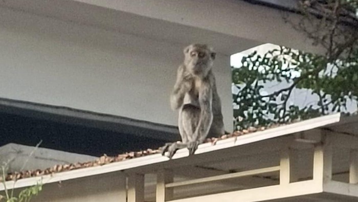 Evakuasi monyet di Surabaya yang gagal. Monyetnya malah lepas setelah sempat meledek petugas.