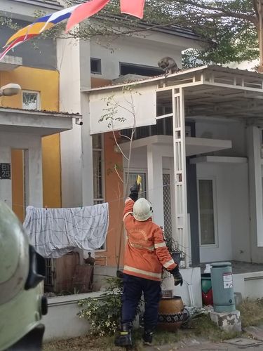 Evakuasi monyet di Surabaya yang gagal. Monyetnya malah lepas setelah sempat meledek petugas.