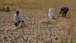 Gagal Panen, Sawah Petani di Magelang Kering Kerontang