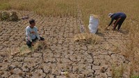 Petani setempat mengaku mengalami gagal panen padi akibat kekurangan pasokan air dampak dari musim kemarau yang terjadi sejak dua bulan terakhir.  