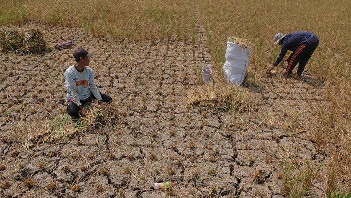 Warga memotong jerami untuk pakan ternak di persawahan yang mengering di Krincing, Secang, Magelang, Jawa Tengah, Selasa (22/8/2023). Petani setempat mengaku mengalami gagal panen padi akibat kekurangan pasokan air dampak dari musim kemarau yang terjadi sejak dua bulan terakhir. ANTARA FOTO/Anis Efizudin/tom.