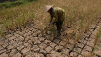 Warga memotong jerami untuk pakan ternak di persawahan yang mengering di Krincing, Secang, Magelang, Jawa Tengah, Selasa (22/8/2023).  