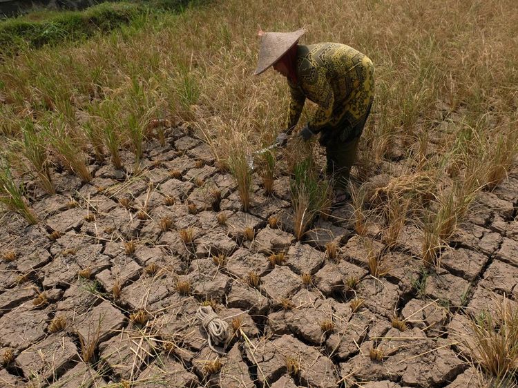 Gagal Panen, Sawah Petani di Magelang Kering Kerontang