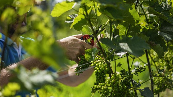 A tractor works at Kullabergs Vingård, in Nyhamnsläge, Sweden, Tuesday, July 25, 2023. As drought, rising heat and other extreme weather events are forcing traditional wine growing regions to reassess their methods, Swedish winemaking is shifting from mostly small-scale amateurs to an industry with growing ambition. (AP Photo/Pavel Golovkin)