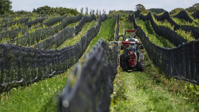 Geliat Industri Anggur di Swedia saat Dunia Kian Memanas