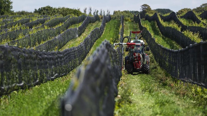A tractor works at Kullabergs Vingård, in Nyhamnsläge, Sweden, Tuesday, July 25, 2023. As drought, rising heat and other extreme weather events are forcing traditional wine growing regions to reassess their methods, Swedish winemaking is shifting from mostly small-scale amateurs to an industry with growing ambition. (AP Photo/Pavel Golovkin)