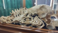 Kerangka macan tutul tersebut tersusun dengan rapi. Dari mulai tengkorak kepala, tulang punggung, tulang rusuk hingga tulang kaki. Awalnya kerangka Si Abah akan dibentuk dibangun ulang, namun sayangnya banyak bagian yang hilang.  