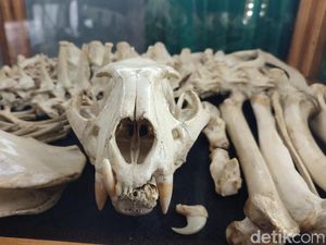 Penguasa Gunung Sawal yang Kini Tinggal Tulang Belulang