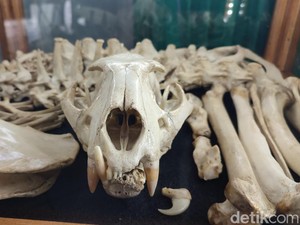 Penguasa Gunung Sawal yang Kini Tinggal Tulang Belulang