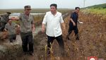 Aksi Kim Jong Un Turun ke Sawah, Mau Apa?