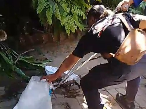 Damkar Pos Sukawati Gianyar melakukan penanganan penangkapan ular korba yang bersarang di rumah warga, Selasa (22/8/2023) (Dok. Damkar Sukawati)