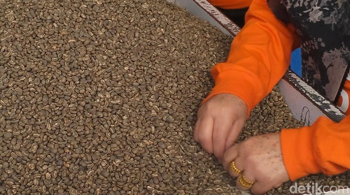 Kopi Gayo, Aceh. (Foto: Agus Setyadi/detikSumut)