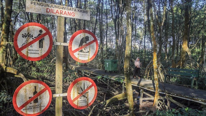 Dua ekor bekantan (Nasalis larvatus) terlihat di kawasan balai konservasi mangrove dan bekantan, Tarakan, Kalimantan Utara, Senin (21/8/2023). Pemprov Kalimantan Utara mempromosikan sektor wisata unggulan yang salah satunya wisata hutan konservasi mangrove dan bekantan di Tarakan dalam Gerakan Nasional (Gernas) Bangga Buatan Indonesia (BBI) Bangga Berwisata Indonesia (BBWI). ANTARA FOTO/Yulius Satria Wijaya/nym.