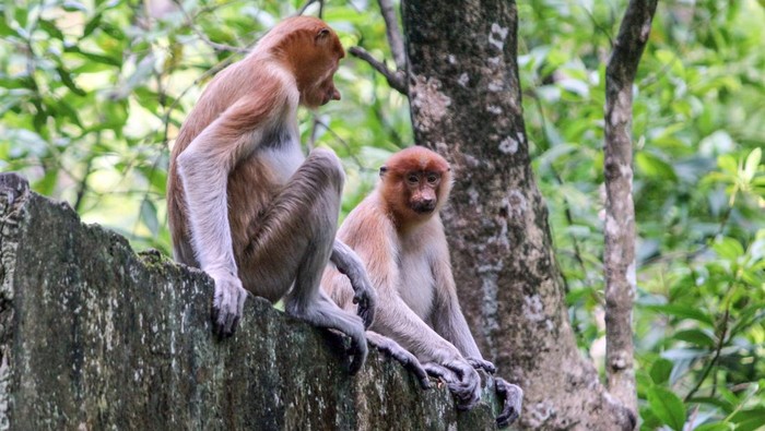 Melihat Lebih Dekat Bekantan di Kawasan Konservasi Tarakan Dua ekor bekantan (Nasalis larvatus) terlihat di kawasan balai konservasi mangrove dan bekantan, Tarakan, Kalimantan Utara, Senin (21/8/2023). Pemprov Kalimantan Utara mempromosikan sektor wisata unggulan yang salah satunya wisata hutan konservasi mangrove dan bekantan di Tarakan dalam Gerakan Nasional (Gernas) Bangga Buatan Indonesia (BBI) Bangga Berwisata Indonesia (BBWI). ANTARA FOTO/Yulius Satria Wijaya/nym.