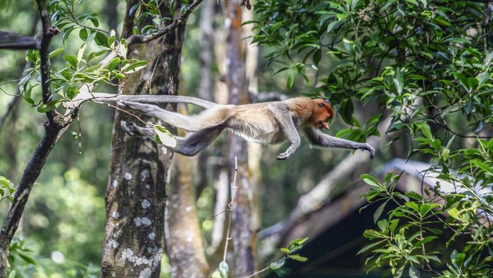Melihat Lebih Dekat Bekantan di Kawasan Konservasi Tarakan Dua ekor bekantan (Nasalis larvatus) terlihat di kawasan balai konservasi mangrove dan bekantan, Tarakan, Kalimantan Utara, Senin (21/8/2023). Pemprov Kalimantan Utara mempromosikan sektor wisata unggulan yang salah satunya wisata hutan konservasi mangrove dan bekantan di Tarakan dalam Gerakan Nasional (Gernas) Bangga Buatan Indonesia (BBI) Bangga Berwisata Indonesia (BBWI). ANTARA FOTO/Yulius Satria Wijaya/nym.