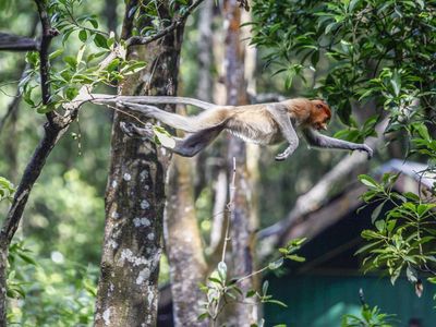 Aksi Bekantan di Kawasan Konservasi Tarakan