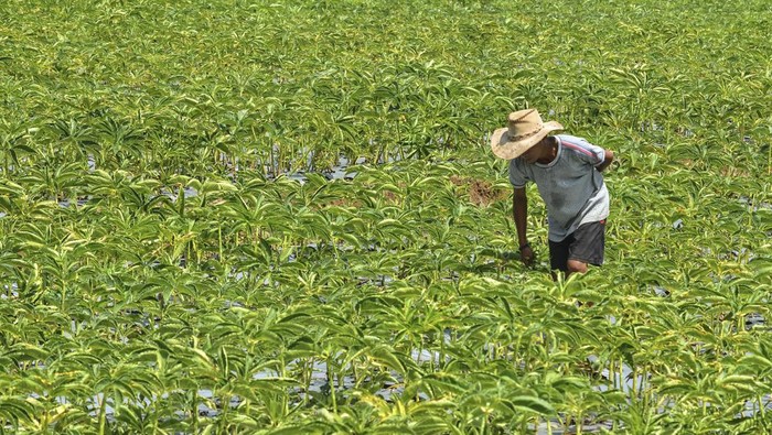 Petani merawat tanaman porang di Dusun Babakan, Desa Cikoneng, Kabupaten Ciamis, Jawa Barat.