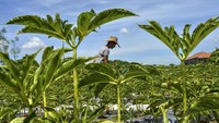 Komoditas ini merupakan produk yang menjanjikan dan memiliki masa depan cerah. Bahkan Presiden Joko Widodo meyakini bahwa porang akan menjadi makanan sehat di masa mendatang mengingat porang memiliki kandungan yang sangat bermanfaat bagi tubuh manusia. ANTARA FOTO/Adeng Bustomi  