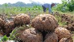 Porang Indonesia Tembus Pasar Asia hingga Eropa