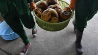 “Saya tadi sudah menyampaikan kepada Menteri Pertanian untuk betul-betul kita serius komoditas baru ini komoditas porang,” ujar presiden saat meresmikan pabrik pengolahan porang di Madiun beberapa waktu lalu.  ANTARA FOTO/Zabur Karuru  