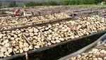 Porang Indonesia Tembus Pasar Asia hingga Eropa