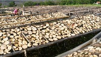 Porang juga memberikan nilai tambah yang baik, tidak hanya bagi perusahaan pengolah porang tetapi juga kepada para petani. ANTARA FOTO/Siswowidodo