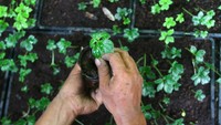 Porang atau dalam bahasa latin disebut Amorphopallus muelleri blume merupakan tanaman umbi-umbian yang memiliki banyak manfaat dan keunggulan. ANTARA FOTO/Ari Bowo Sucipto  