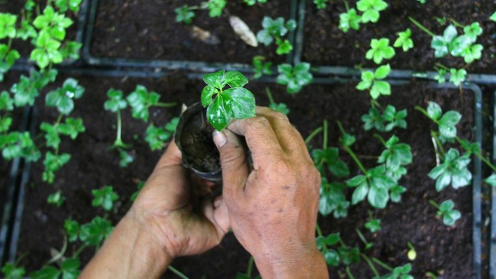 Petani yang tergabung dalam kelompok tani modern Petani Oerip Indonesia menyemai bibit porang di Ngawi, Jawa Timur.