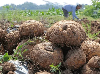 Porang Indonesia Tembus Pasar Asia hingga Eropa