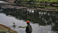 Air terlihat berwarna hijau. Selain itu, tercium bau tidak sedap dari Kanal Banjir Timur.
