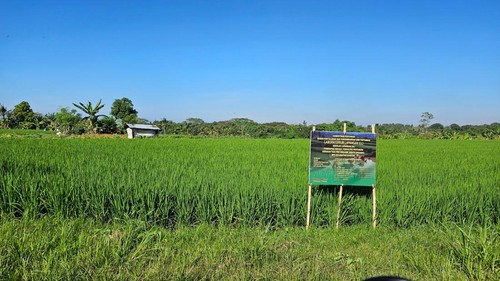 Kawasan subak di wilayah Temesi Gianyar yang saat ini sedang masa tanam padi, Selasa (22/8/2023).