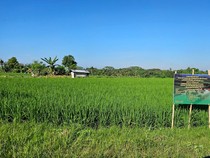 Hadapi El Nino, 400 Hektare Sawah di Gianyar Digelontor Bibit Gratis
