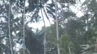 Sejumlah siswa SD berpakaian pramuka menyeberangi sungai dengan melintasi jembatan pohon kayu, viral di media sosial. (Foto: Tangkapan layar)