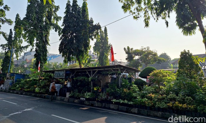 Inilah beberapa Tanaman Hias yang disinyalir bisa untuk menangkal Polusi Udara yang semakin hari semakin parah di Ibu Kota. Diantaranya ada jenis lidah mertua yeng bisa menyerap karbodioksida.