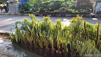 4. Menanam pohon di area luar rumah atau memperbanyak tanaman di dalam rumah (indoor) bisa dilakukan di tengah situasi buruknya kualitas udara saat di Jakarta. (Foto: Syifaa F. Izzahati/detikHealth)  