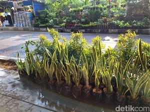 Polusi DKI Ambyar, Tanaman Hias Ini Paling Banyak Diburu untuk Bersihkan Udara