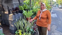 3. Salah satu penjual tanaman hias di wilayah Cempaka Putih, Jakarta Pusat menyarankan tanaman seperti Lidah Mertua, Superba sampai Golden Palm untuk menyegarkan ruangan. (Foto: Syifaa F. Izzahati/detikHealth)  