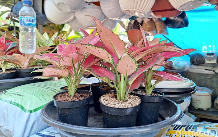 Inilah beberapa Tanaman Hias yang disinyalir bisa untuk menangkal Polusi Udara yang semakin hari semakin parah di Ibu Kota. Diantaranya ada jenis lidah mertua yeng bisa menyerap karbodioksida.