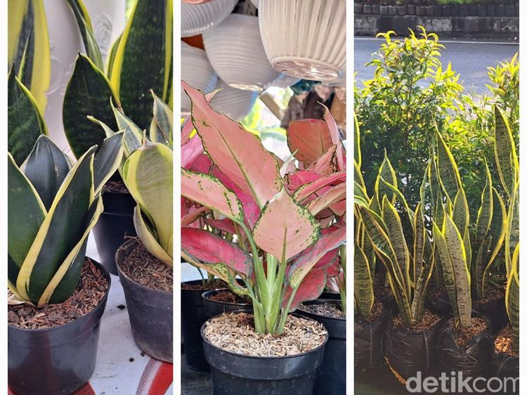 Deretan Tanaman Hias Penangkal Polusi, Diyakini Air Purifier Alami