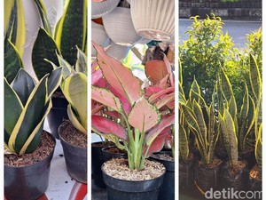 Deretan Tanaman Hias Penangkal Polusi, Diyakini Air Purifier Alami