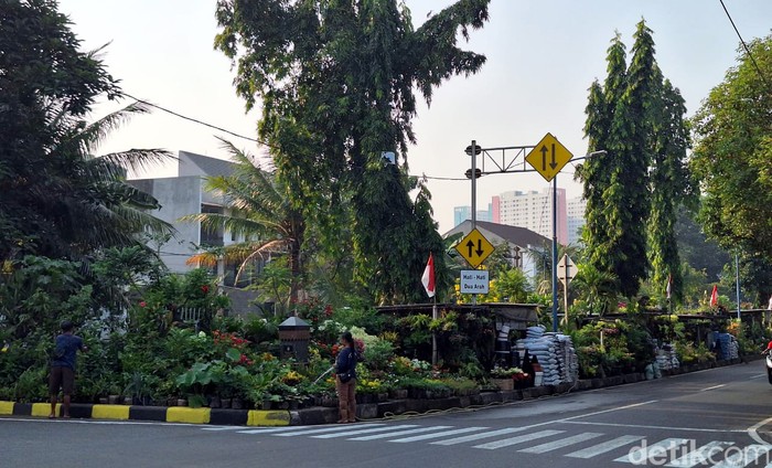 Inilah beberapa Tanaman Hias yang disinyalir bisa untuk menangkal Polusi Udara yang semakin hari semakin parah di Ibu Kota. Diantaranya ada jenis lidah mertua yeng bisa menyerap karbodioksida.